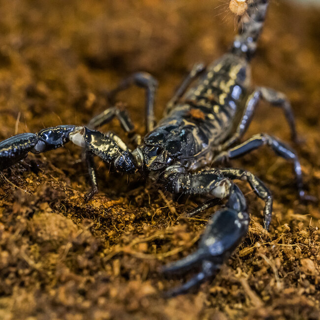 Scorpion Asian Black Forest Scorpion, Heterometrus spinifer
