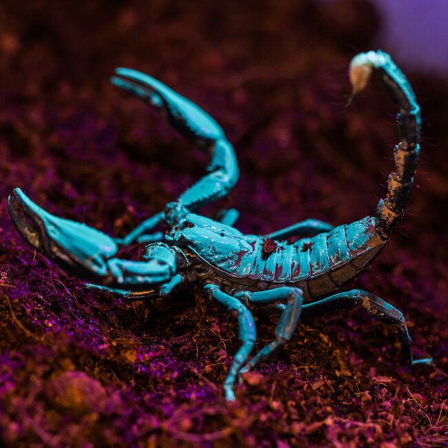 Scorpion Asian Black Forest Scorpion, Heterometrus spinifer