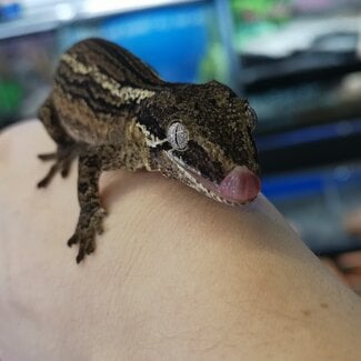 Gargoyle Gecko Stripe 'g4'