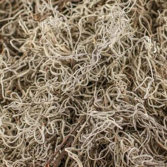 Spanish Moss - Dried 8 x 12" Cello Spanish Moss - Dried 8 x 12" Cello