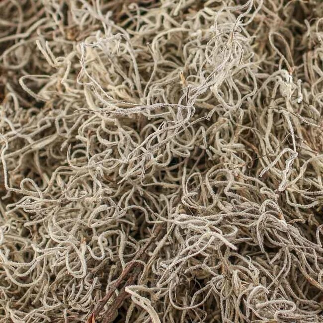Spanish Moss - Dried 8 x 12" Cello