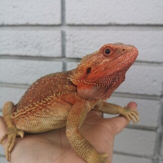 Red Hypo Translucent Bearded Dragon Female