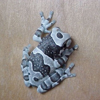 Amazon Milk Frog