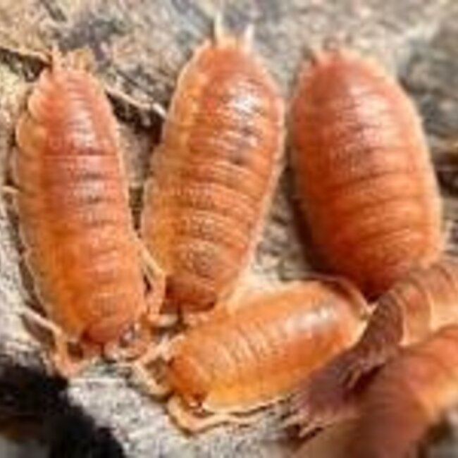 Porcellio Scaber 'Orange' 10 Pack Isopod