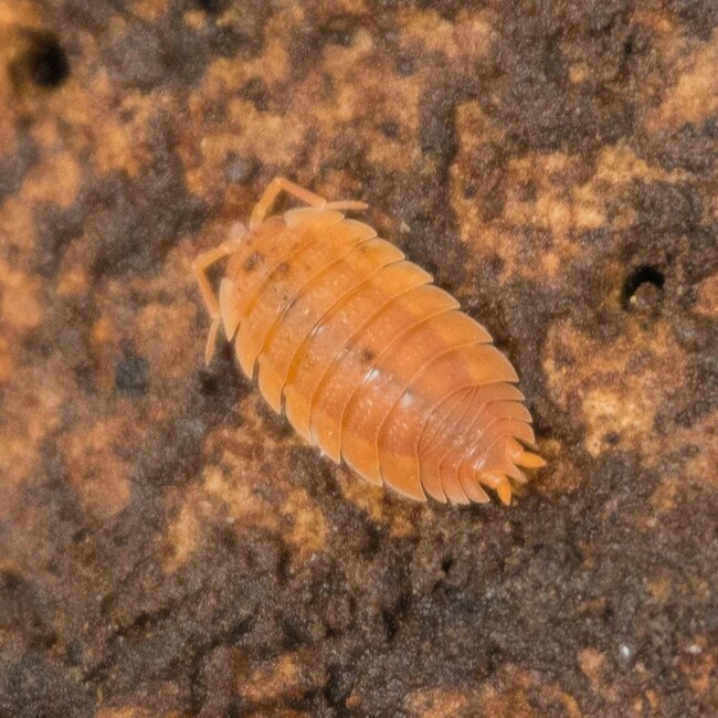 Porcellio Scaber 'Orange' 10 Pack Isopod
