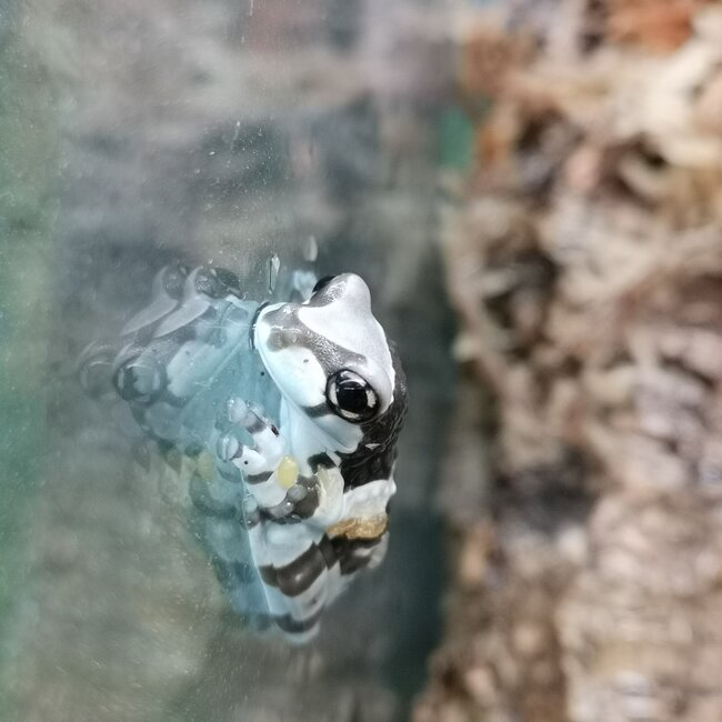 Tree Frog Amazon Milk Frog