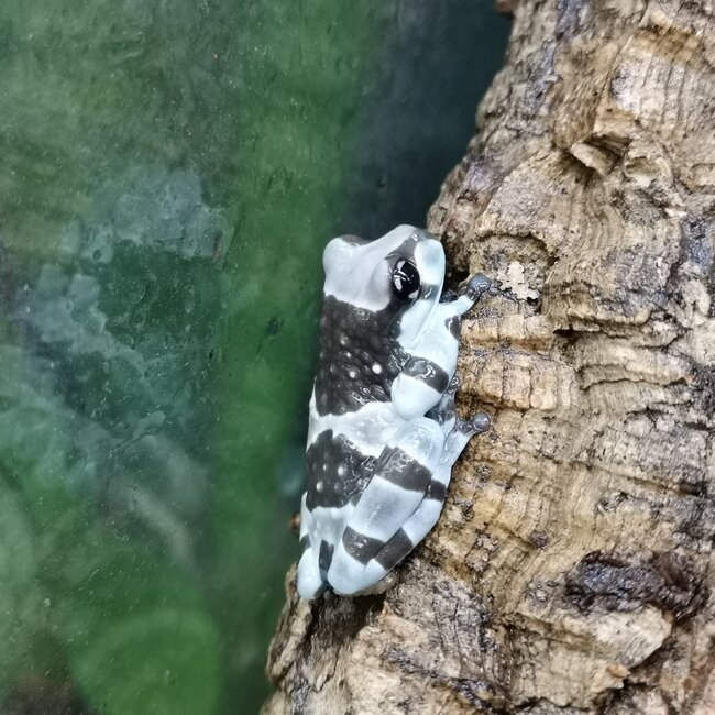 Tree Frog Amazon Milk Frog
