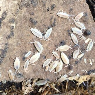 Isopod Porcellionides pruinosus 'White Out' 10 Pack