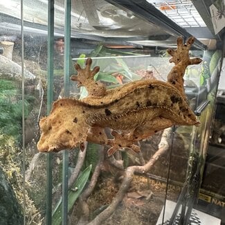Dalmatian Crested Gecko Male Tailless