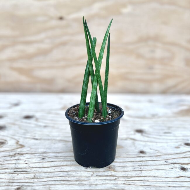 Sansevieria Mikado Snake Plant 4"