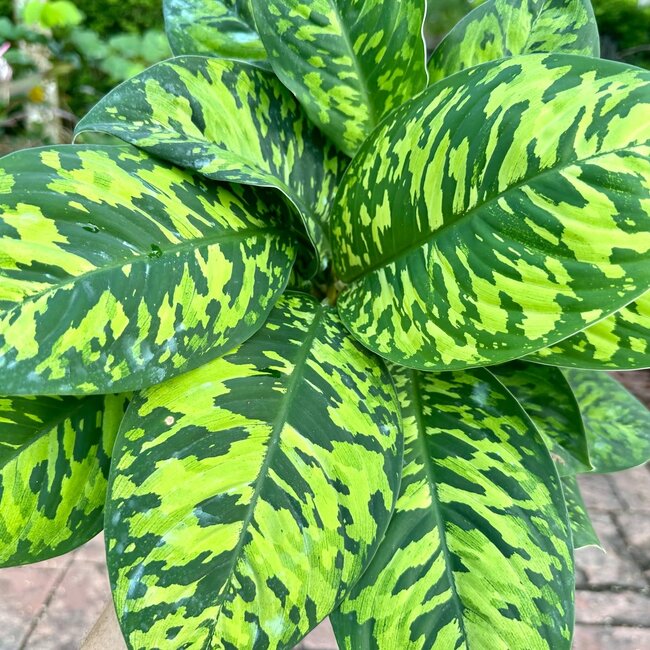 Live Plant Homalomena Camouflage 6"