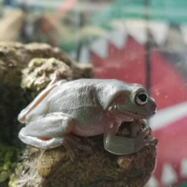 White's Tree Frog