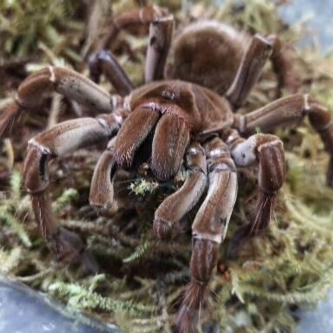 Theraphosa blondi Goliath Bird Eater 3"