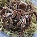 Theraphosa blondi Goliath Bird Eater 3"