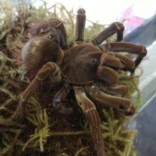 Theraphosa blondi Goliath Bird Eater 3"