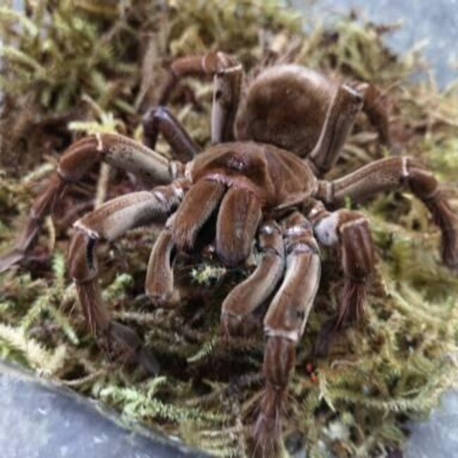 Theraphosa blondi Goliath Bird Eater 3"