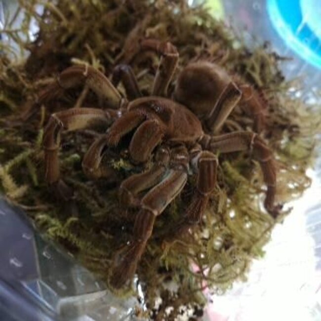 Theraphosa blondi Goliath Bird Eater 3"
