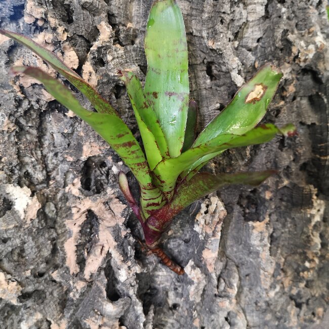Mini Neoregelia Bromeliad 6-8"