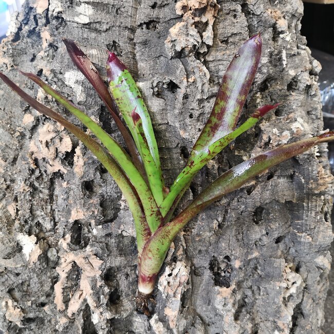 Live Plant Mini Neoregelia Bromeliad 6-8"