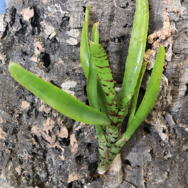 Live Plant Mini Neoregelia Bromeliad 6-8"