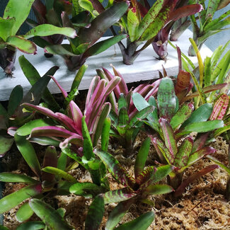 Mini Neoregelia Bromeliad 6-8"