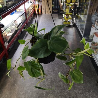 Live Plant Philodendron Cordatum Hanging 6"