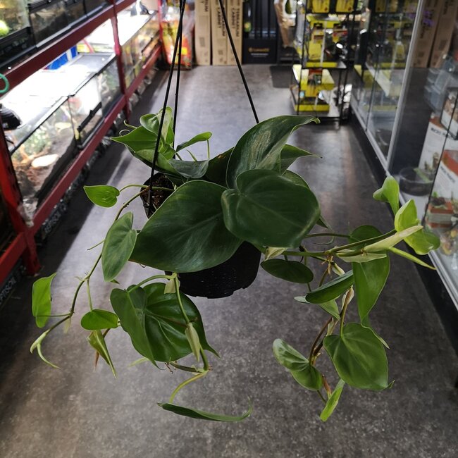 Philodendron Cordatum Hanging 6"