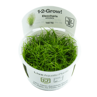 Tropica Eleocharis acicularis 1-2-Grow!
