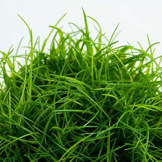 Tropica Eleocharis acicularis 1-2-Grow!