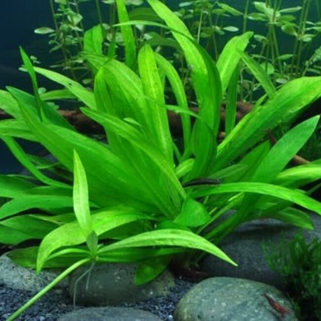 Helanthium bolivianum 'Quadricostatus'