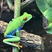 Red Eye Tree Frog