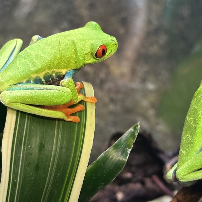 Red Eye Tree Frog