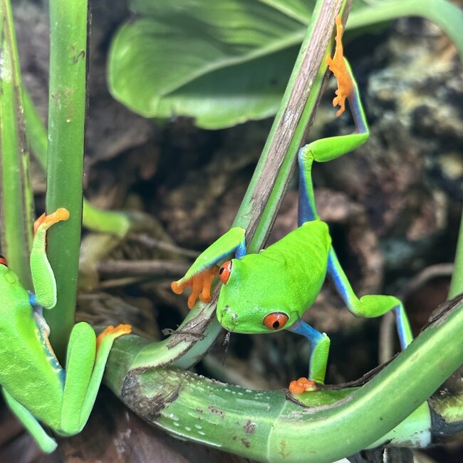 Red Eye Tree Frog