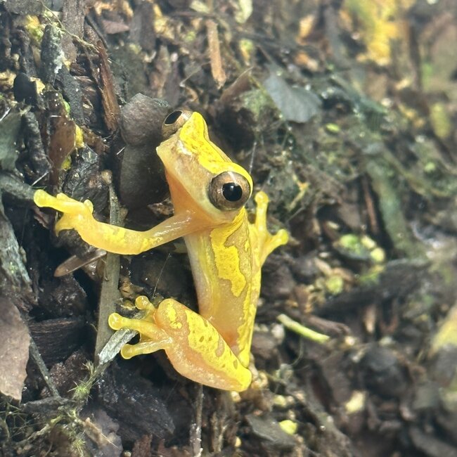 Hourglass Tree Frog