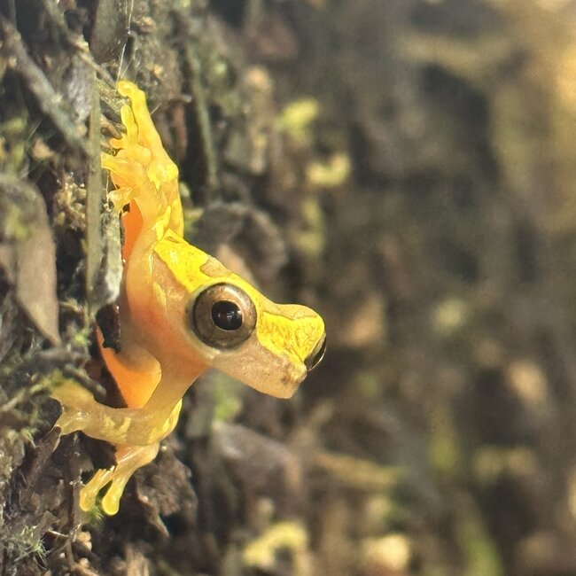 Hourglass Tree Frog