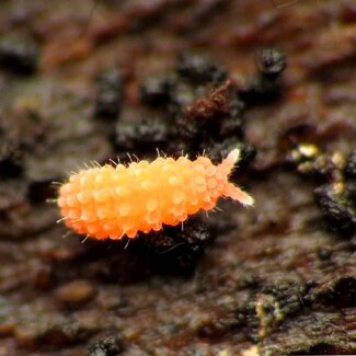 Orange Springtails