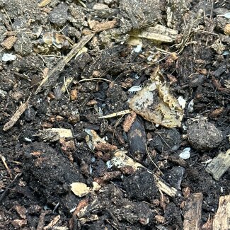 Dwarf White Isopod with Springtails