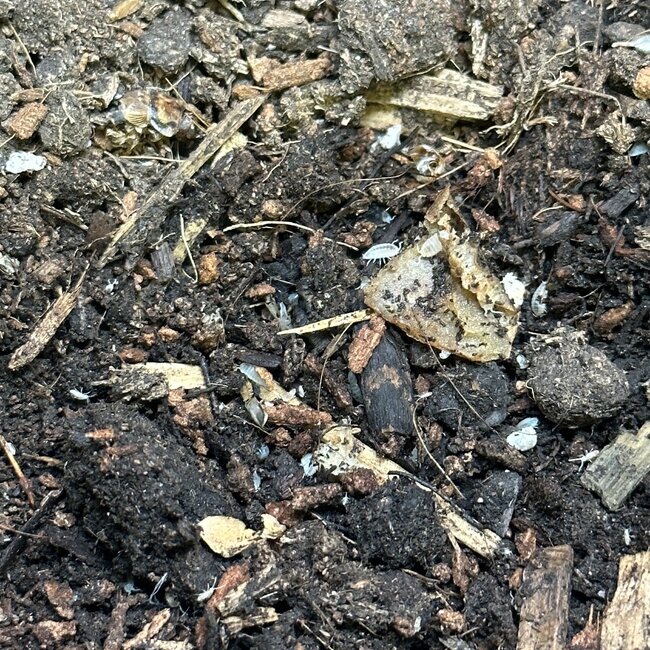 Dwarf White Isopod with Springtails
