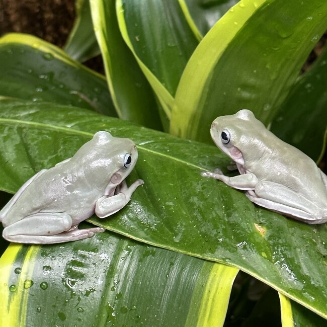 White’s Tree Frog Blue Eye