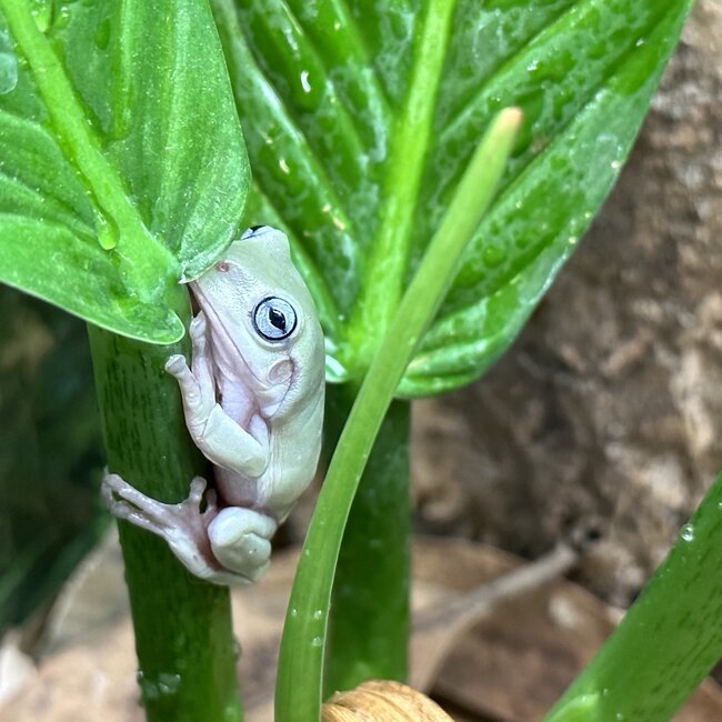 White’s Tree Frog Blue Eye