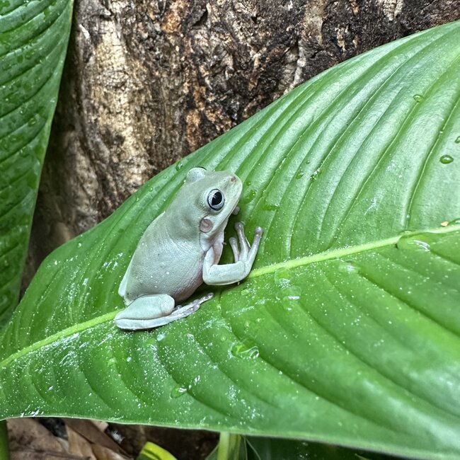 White’s Tree Frog Blue Eye