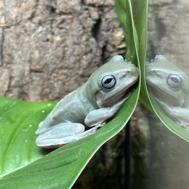 White’s Tree Frog Blue Eye