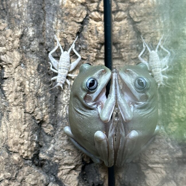 White’s Tree Frog Blue Eye