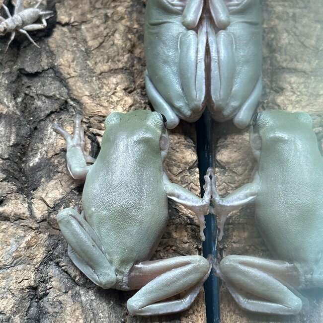White’s Tree Frog Blue Eye