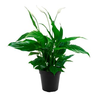 Live Plant Peace Lily 'mojo' Spathiphyllum 4"