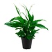 Peace Lily 'mojo' Spathiphyllum 4"