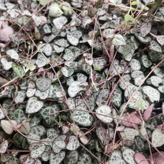 Live Plant String of Hearts (Ceropegia Woodii) 4"