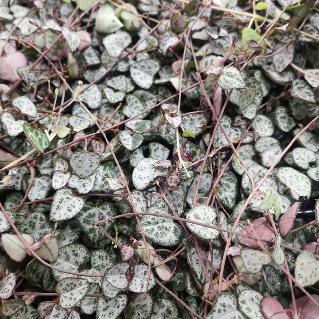 String of Hearts (Ceropegia Woodii) 4"