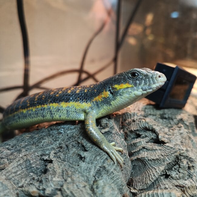 Schneider's Skink, Eumeces schneiderii