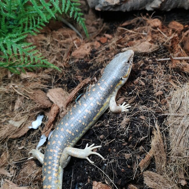 Schneider's Skink, Eumeces schneiderii